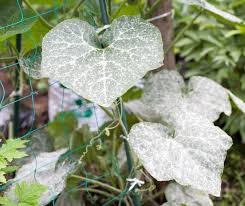 Image result for Mealybug cucumber