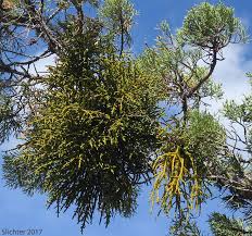 Image result for Viscaceae