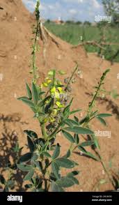 Image result for Crotalaria sphaerocarpa