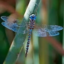 I Spy A Dragonfly Flickr Photo Sharing Blue Dragonfly Dragonfly Dragonfly Art