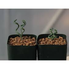 Image result for Dipcadi rigidifolium