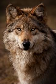 Pin By Ana Elena Albanes Medina On Faces I Love Mexican Gray Wolf Wolf Dog Beautiful Wolves