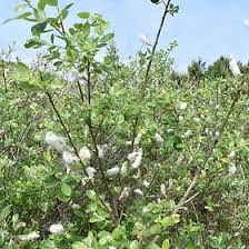 Image result for Salicaceae