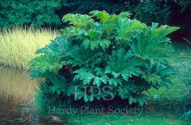 Image result for Gunnera perpensa