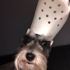 Dog wearing croc on head. Priscilla Auf Twitter I Wish I Could Put Crocs On My Chihuahuas But Their Heads Are Small As Hell