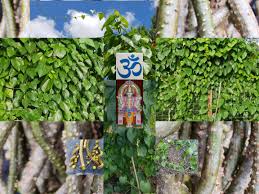 Image result for Gilgiochloa indurata