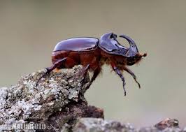 Oryctes nasicornis chersonensis minck, 1915. European Rhinoceros Beetle Photos European Rhinoceros Beetle Images Nature Wildlife Pictures Naturephoto