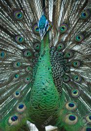 Check spelling or type a new query. Burung Merak Stock Photo Picture And Royalty Free Image Image 84701768