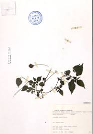 Image result for Lecanthus peduncularis