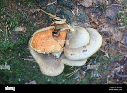 Image result for Paxillus panuoides