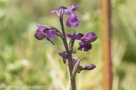 If you want to add orchids to your home garden, here's a gene. Orchids On Green Roofs Delivering Biodiversity