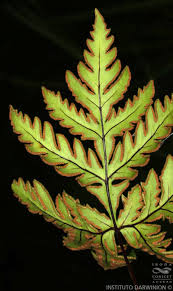 Image result for Doryopteris concolor