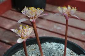 Image result for Haemanthus montanus