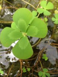 Image result for Marsilea vera
