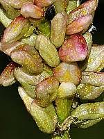 Image result for Limosella maior