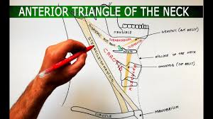 O platysma muscle o external jular vein (ejv) o anterior jugular vein o cervical. The Anterior Triangle Of The Neck Boundaries Subdivisions Anatomy Tutorial Youtube