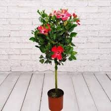 Image result for dipladenie amonea