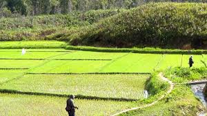 Cerita Masyarakat Adat Simataniari Menjaga Hutan Kemenyan Mongabay Co Id