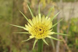 Sticky weed with yellow flowers. Ohio Weedguide