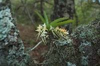 Image result for Cyrtorchis neglecta
