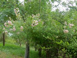 Image result for Karomia tettensis