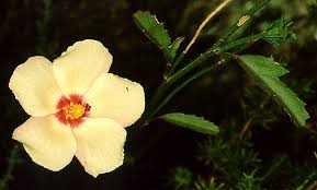 Image result for Hibiscus pusillus