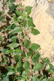 Image result for Elatostema welwitschii