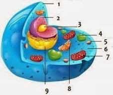 Maybe you would like to learn more about one of these? 50 Soal Struktur Dan Fungsi Sel Pilihan Ganda Dan Jawaban