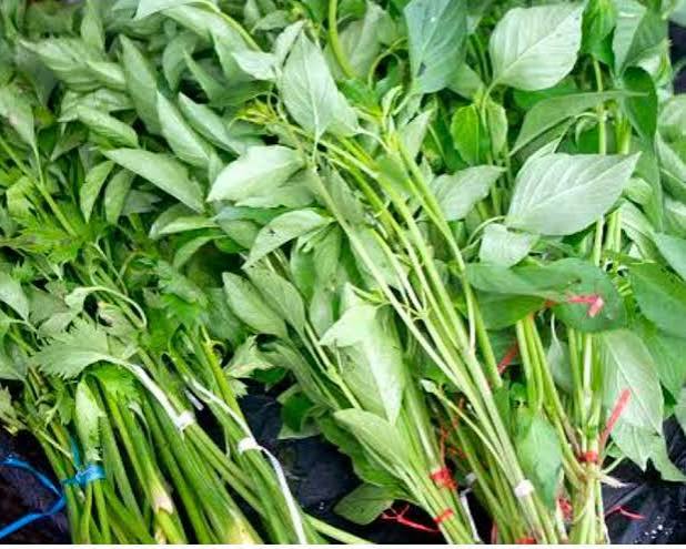 Daun Kemangi
