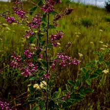 Image result for Pseudarthria