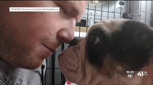 Maybe you would like to learn more about one of these? Kc Metro Animal Rescue Groups Mourn Death Of Pet Taxi Driver
