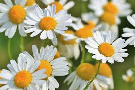 Teh bunga chamomile punya sifat menenangkan dan relaksasi pada otot. Pesona Bunga Chamomile Pesaing Aster Yang Kaya Manfaat Untuk Kecantikan Ringtimes Banyuwangi