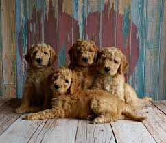 Every once in a while, a single puppy will be born or a larger litter of 10 can occur, too. How Many Puppies Can A Dog Have Estimating Litter Sizes