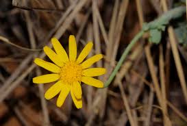 Image result for Emilia discifolia