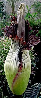 Der Titanenarum Amorphophallus Titanum Dies Ist Die Grosste Blume Der Welt Blumen Pflanzen Exotische Blumen Ungewohnliche Blumen