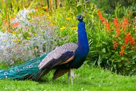 I believe that a birdbath is one of the best additions you can make to the garden, for a number of reasons. Are Peacocks Eating Plants How To Deter A Peacock From Your Garden