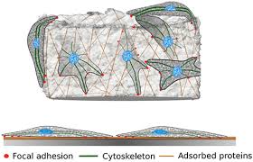 Check spelling or type a new query. Frontiers Scaffolds For 3d Cell Culture And Cellular Agriculture Applications Derived From Non Animal Sources Sustainable Food Systems
