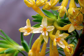 Image result for Gnidia kraussiana