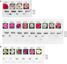 Apply to cake decorator, bakery clerk, produce clerk and more! A Mir172 Target Deficient Ap2 Like Gene Correlates With The Double Flower Phenotype In Roses Scientific Reports