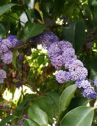 Image result for Memecylon afroschismaticum