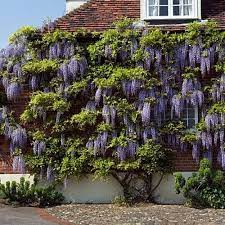 Wisteria Sinensis Blauwe Regen Wisteria Plant Wisteria Wisteria Pergola