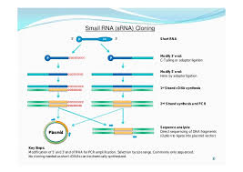 Isolation of gene of interest. Approaches To Cdna Cloning And Analysis