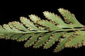 Image result for Davalliaceae