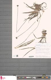 Image result for Mesanthemum radicans