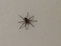 The giant of this species boasts 180 mm in length, 30 cm of leg span. Kathy Lette On Twitter Oz Dilemma Huntsman Spider In My Bedroom Is Size Of A Small Dog But It Eats Cockroaches So Do I Keep Or Kill Https T Co Kq5y2sq008