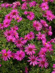 Image result for Asters `Jenny