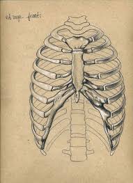 Choose your favorite rib cage drawings from millions of available designs. Rib Cage Skeleton Drawings Human Anatomy Art Rib Cage Drawing