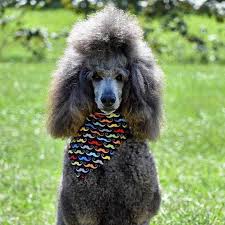 Maybe you would like to learn more about one of these? 140 Poodle Haircuts Your Pet Will Definitely Love