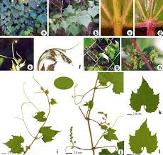 Image result for Vitaceae