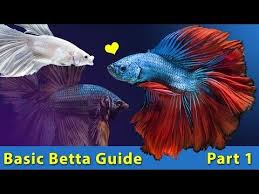 Looking For The Best Pet Fish For Kids Look No Further These 5 Fish Are Kid Approved And Are Easy To Care For Fun To Betta Fish Fish Tank For Kids